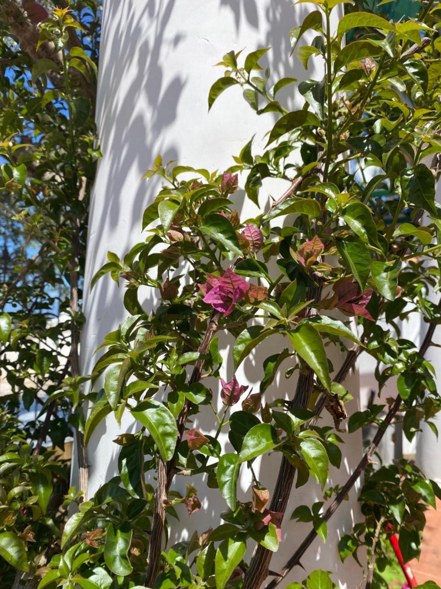 B&B La Ciammurrella Anacapri  Luaran gambar